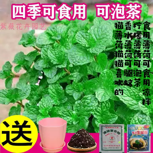 食用薄荷籽 新人首单优惠推荐 淘宝海外 食用薄荷籽 新人首单优惠推荐 淘宝海外