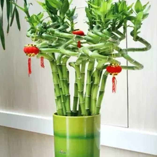 开运竹富贵竹水培 新人首单优惠推荐 21年4月 淘宝海外