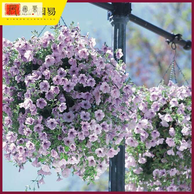 进口花苗 新人首单优惠推荐 21年3月 淘宝海外