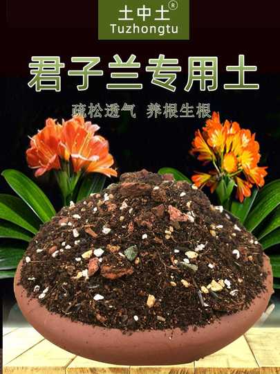 21 君子兰土壤人气热卖榜推荐 淘宝海外 21 君子兰土壤人气热卖榜推荐 淘宝海外