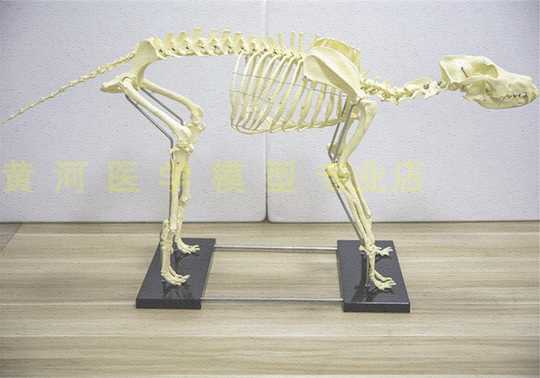 21 狗骨骼模型人气热卖榜推荐 淘宝海外