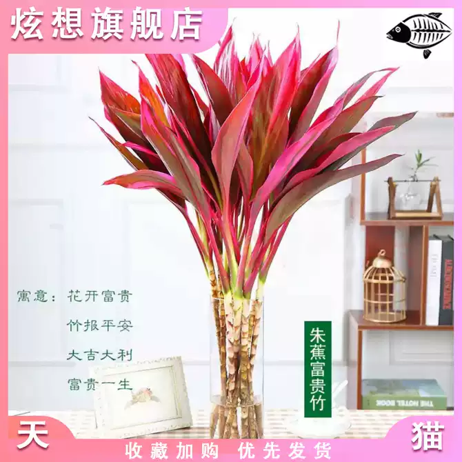 开运竹富贵竹水培 新人首单优惠推荐 21年4月 淘宝海外