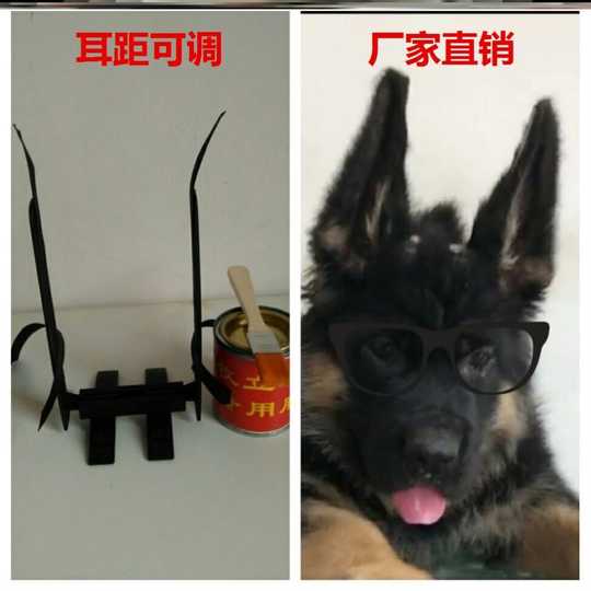 柯基耳朵矫正价钱 柯基耳朵矫正diy 柯基耳朵矫正香港 制作 淘宝海外