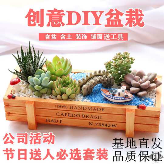 多肉植物含花盆 新人首单优惠推荐 21年3月 淘宝海外 多肉植物含花盆 新人首单优惠推荐 21年3月 淘宝海外