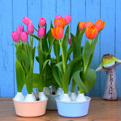 21 水栽培植物人气热卖榜推荐 淘宝海外