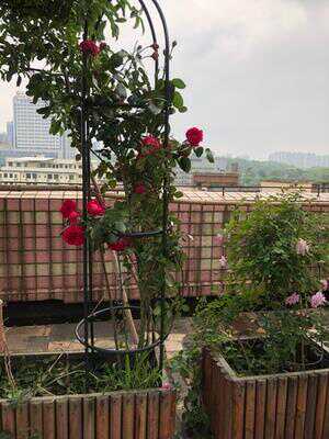 21 三角梅花架人气热卖榜推荐 淘宝海外