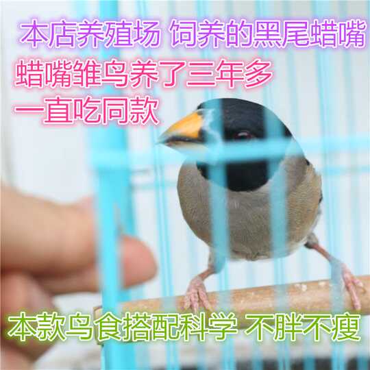 铜嘴鸟食 新人首单优惠推荐 21年3月 淘宝海外