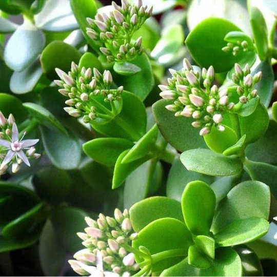 21 大型多肉植物人气热卖榜推荐 淘宝海外
