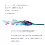 透明骨骼标本 新人首单优惠推荐 21年6月 淘宝海外