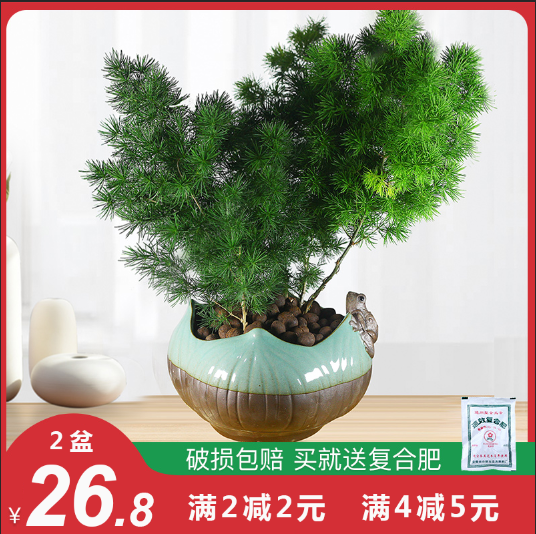 雾松盆栽新品 雾松盆栽价格 雾松盆栽包邮 品牌 淘宝海外 雾松盆栽新品 雾松盆栽价格 雾松盆栽包邮 品牌 淘宝海外