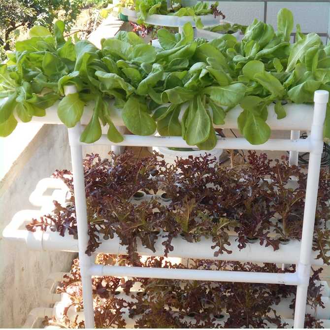 水栽培植物 新人首单优惠推荐 21年3月 淘宝海外