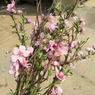 桃花枝真花包邮推荐品牌 新人首单立减十元 21年6月 淘宝海外