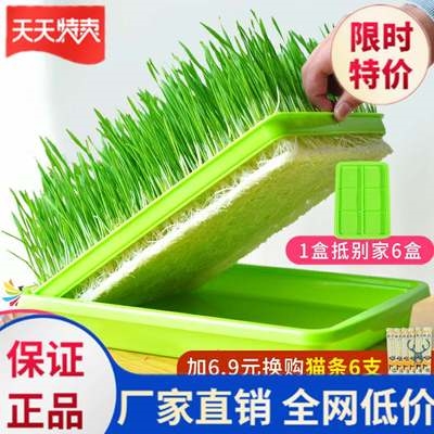 猫草种植盒食谱 猫草种植盒推荐 猫草种植盒热量 做法 淘宝海外