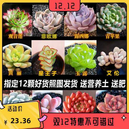21 红玉露多肉植物人气热卖榜推荐 淘宝海外 21 红玉露多肉植物人气热卖榜推荐 淘宝海外