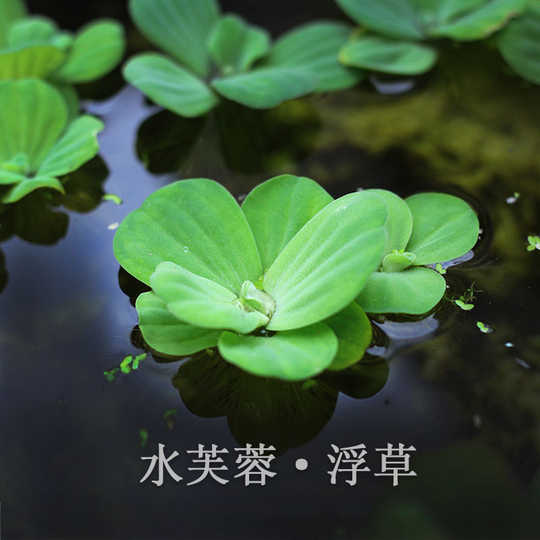 鱼缸水生植物 新人首单优惠推荐 淘宝海外