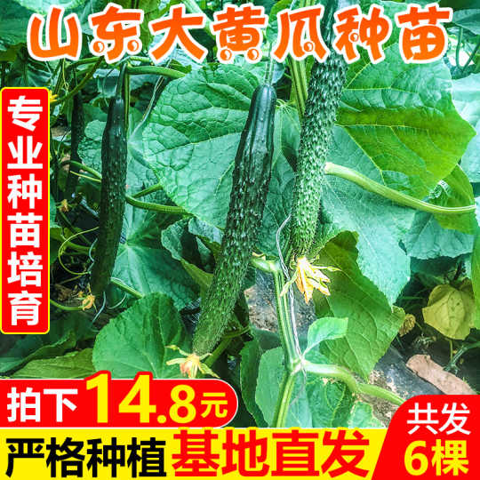 蔬菜菜苗新品 蔬菜菜苗价格 蔬菜菜苗包邮 品牌 淘宝海外