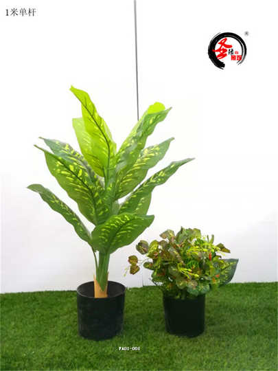 21 万年青植物客厅人气热卖榜推荐 淘宝海外
