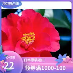 日本椿花新品 日本椿花价格 日本椿花包邮 品牌 淘宝海外