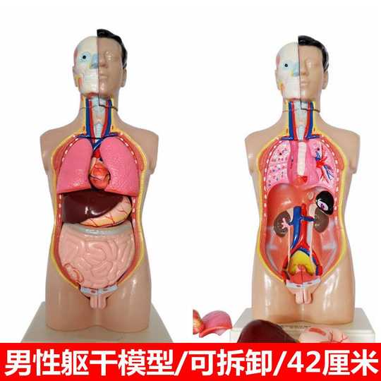 人体内脏解剖模型 新人首单优惠推荐 21年3月 淘宝海外