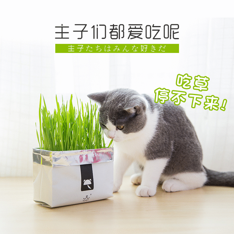 猫薄荷种子包邮 新人首单优惠推荐 21年6月 淘宝海外 猫薄荷种子包邮 新人首单优惠推荐 21年6月 淘宝海外