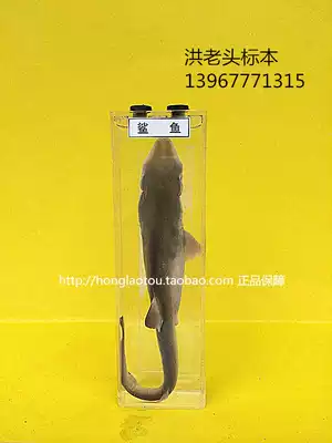 鲨鱼标本 新人首单优惠推荐 21年6月 淘宝海外