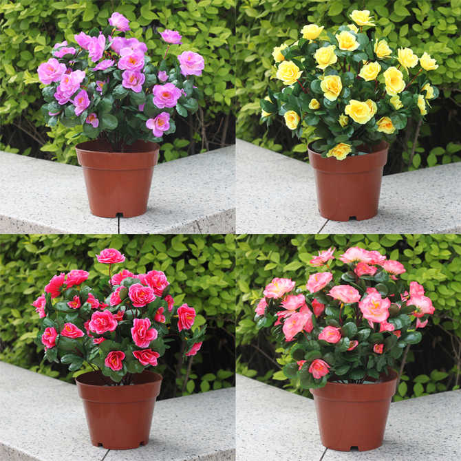 花坛植物室外 新人首单优惠推荐 21年3月 淘宝海外