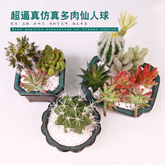 熊童子盆种植 熊童子盆种类 熊童子盆图片 意思 淘宝海外 熊童子盆种植 熊童子盆种类 熊童子盆图片 意思 淘宝海外
