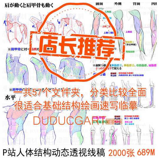 漫画人体结构教程 漫画人体结构下载 漫画人体结构教学 入门 淘宝海外