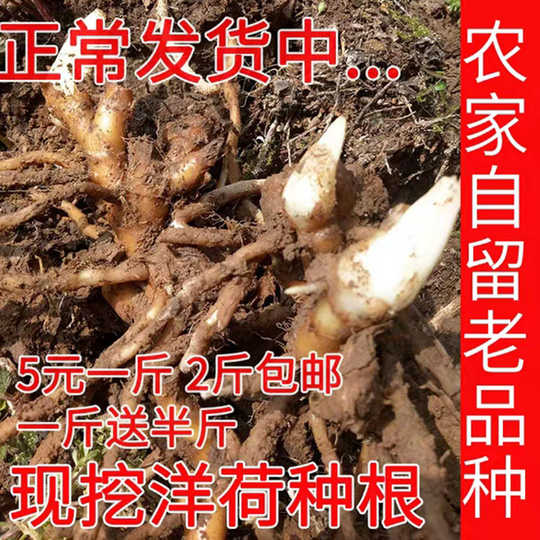 阳荷 新人首单优惠推荐 淘宝海外