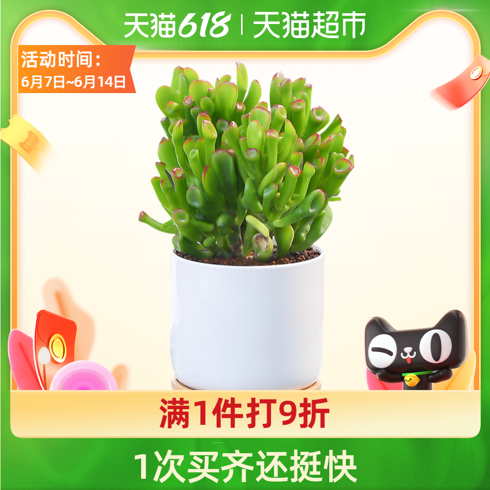 多肉植物含盆 新人首單優惠推薦 21年6月 淘寶海外 多肉植物含盆 新人首單優惠推薦 21年6月 淘寶海外