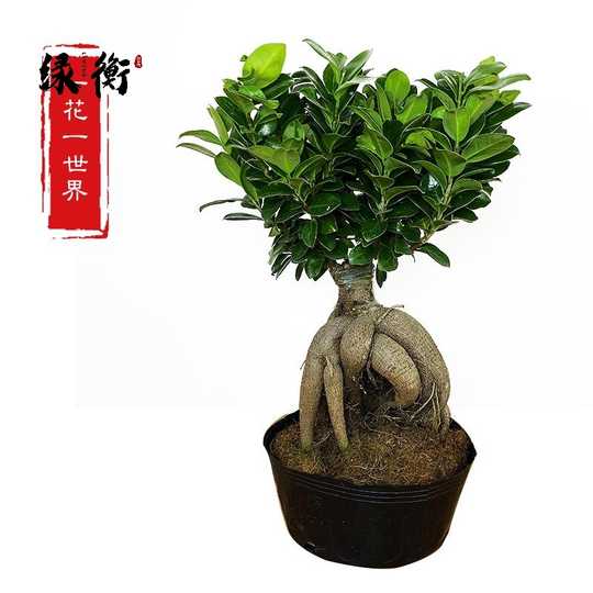 21 人参苗盆栽人气热卖榜推荐 淘宝海外