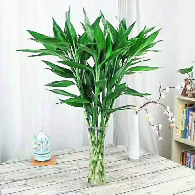 转运竹开运竹富贵竹 新人首单优惠推荐 21年3月 淘宝海外