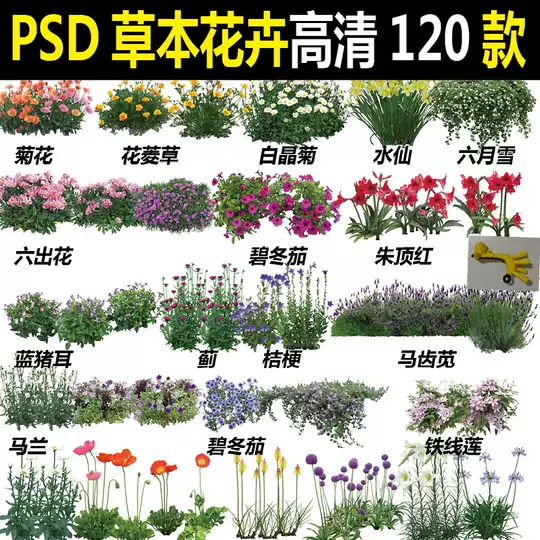 宿根花 新人首单优惠推荐 21年3月 淘宝海外