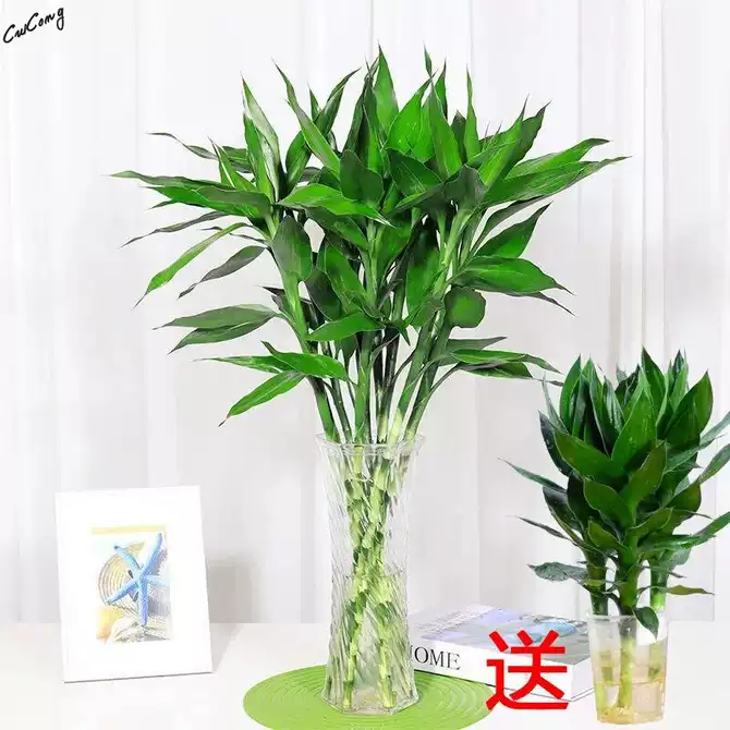 开运竹富贵竹水培 新人首单优惠推荐 21年4月 淘宝海外