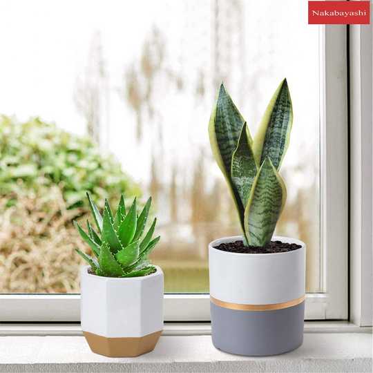 21 多肉植物花瓶人气热卖榜推荐 淘宝海外