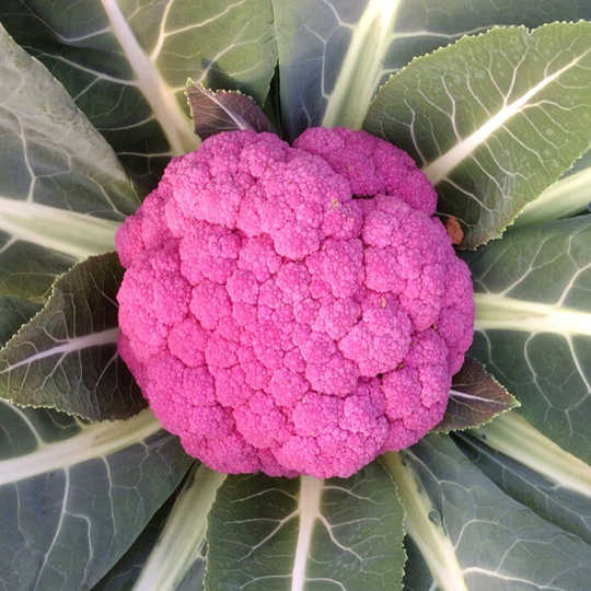 21 紫色菜花人气热卖榜推荐 淘宝海外