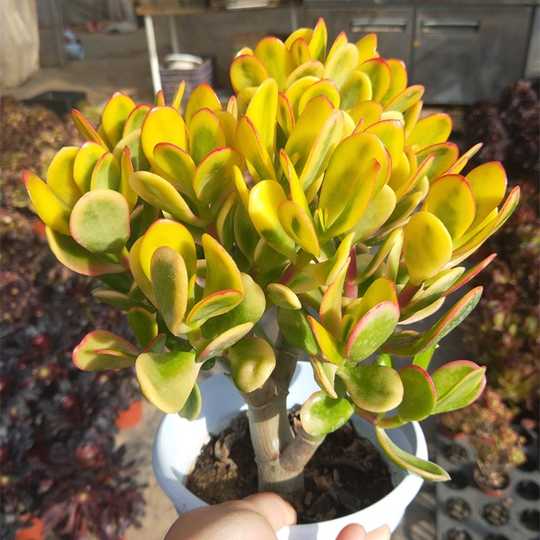 多肉植物玉树 新人首单优惠推荐 21年3月 淘宝海外