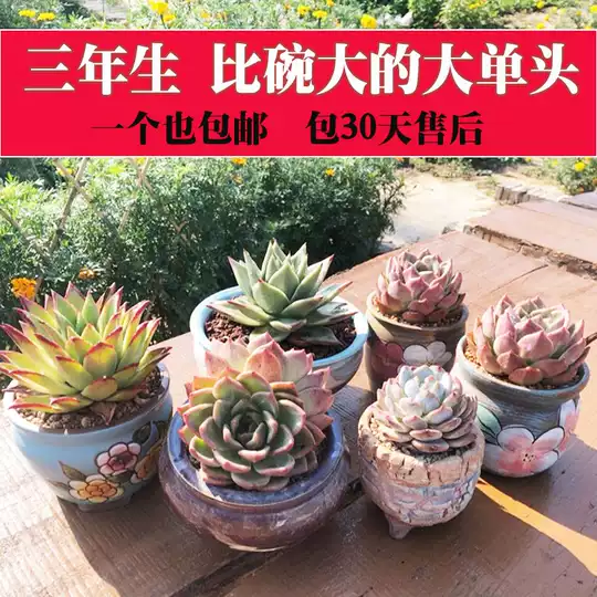 大型多肉植物植物种植 大型多肉植物植物种类 大型多肉植物植物图片 意思 淘宝海外