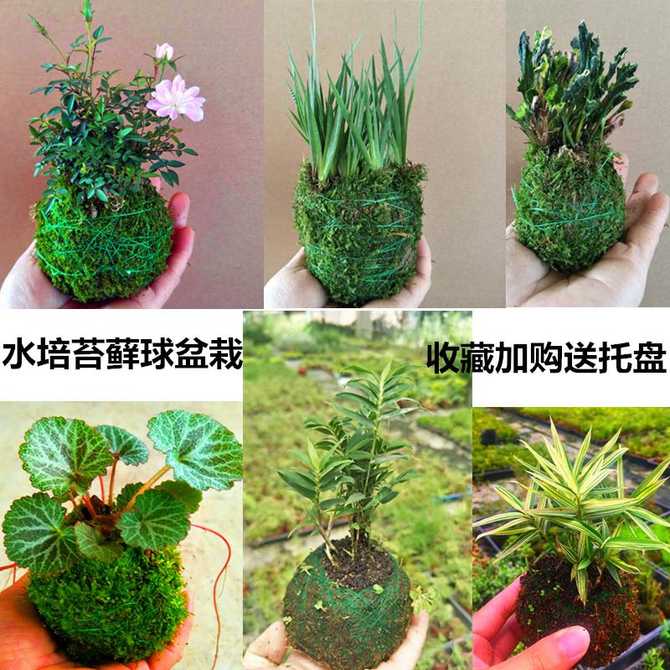 苔藓盆景绿植 新人首单优惠推荐 21年3月 淘宝海外 苔藓盆景绿植 新人首单优惠推荐 21年3月 淘宝海外