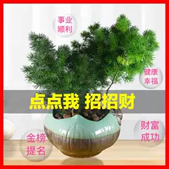 蓬莱松盆 新人首单立减十元 21年8月 淘宝海外