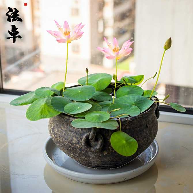 种睡莲的盆 新人首单优惠推荐 21年4月 淘宝海外