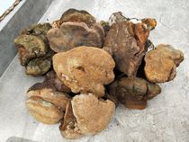 The Friends of the Purple Snow Lingi and the Yellow Chestnut Yellow