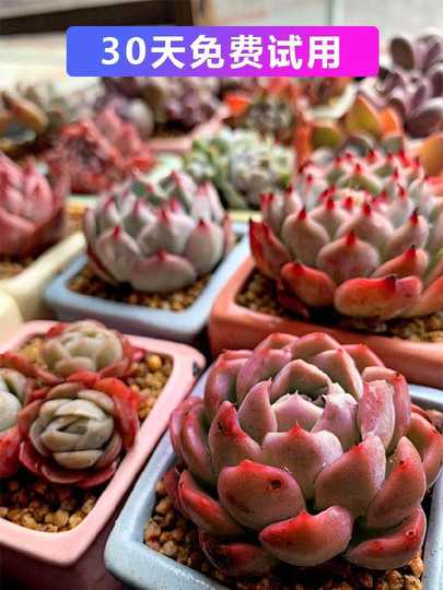 植物幼苗灯 新人首单优惠推荐 淘宝海外