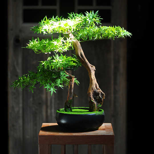 假树小盆栽图片 假树小盆栽种类 假树小盆栽装饰 批发 淘宝海外