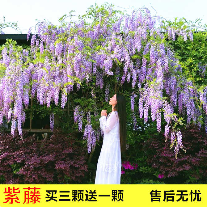紫色花盆栽室内 新人首单优惠推荐 21年3月 淘宝海外 紫色花盆栽室内 新人首单优惠推荐 21年3月 淘宝海外