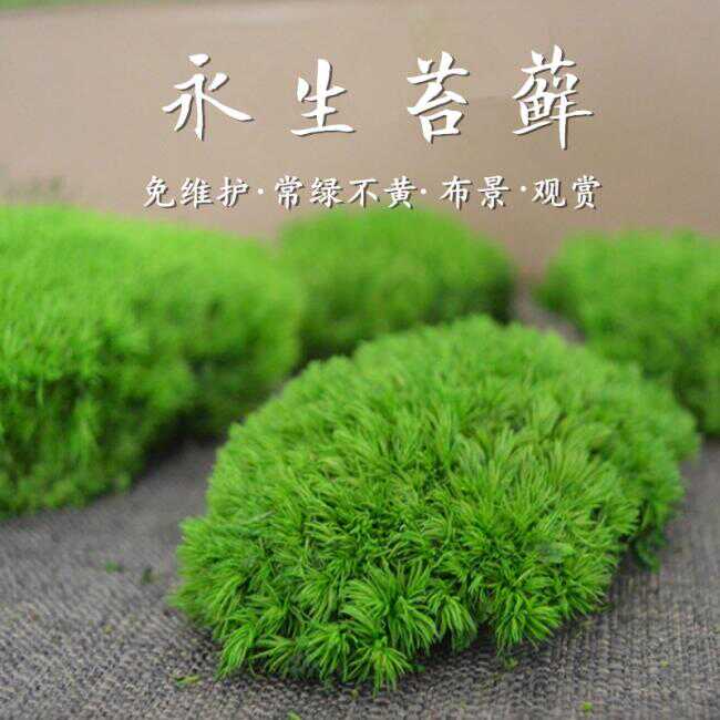 绿苔 新人首单优惠推荐 21年3月 淘宝海外 绿苔 新人首单优惠推荐 21年3月 淘宝海外