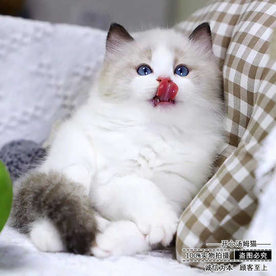 海双布偶猫 新人首单优惠推荐 21年4月 淘宝海外 海双布偶猫 新人首单优惠推荐 21年4月 淘宝海外