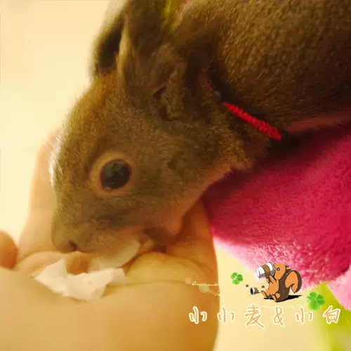 [Wurner] Squirrel Snack Coconut Slices Coconut Dired Rabbit, закуски для хомяка дельфинов помогают пищеварительной гребле 10G