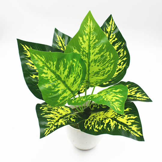 21 万年青植物客厅人气热卖榜推荐 淘宝海外