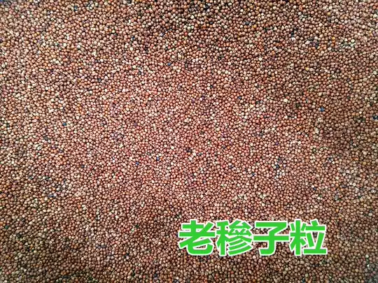 21 婴粟人气热卖榜推荐 淘宝海外 21 婴粟人气热卖榜推荐 淘宝海外